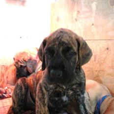 Grand danois Zaco (Solgt)