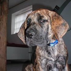 Grand danois Zaco (Solgt)