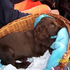 Cocker spaniel nuggi