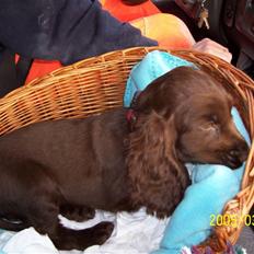 Cocker spaniel nuggi