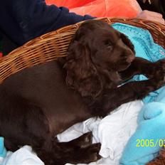 Cocker spaniel nuggi
