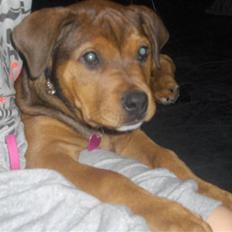 Blanding af racer Kjar. <3