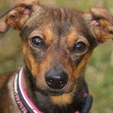 Blanding af racer Freyja