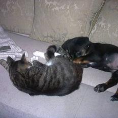 Blanding af racer Buster // har ham ikk mer