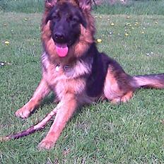 Schæferhund Houen Viva-Keyla