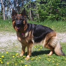 Schæferhund Houen Viva-Keyla