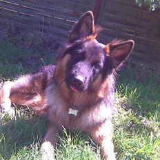 Schæferhund Houen Viva-Keyla