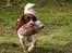 Engelsk springer spaniel Jack