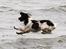 Engelsk springer spaniel Jack