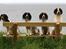 Engelsk springer spaniel Jack