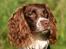 Engelsk springer spaniel Jack