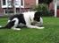 Border collie Malthe <3 - Malthe har ik lige forstået princippet i at sparke til bolden :P