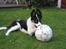 Border collie Malthe <3 - Nok en lidt for stor bold :D <3