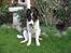Border collie Malthe <3 - Ej, der var jeg altså ik helt klar til et billede :P