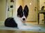 Border collie Malthe <3 - Malthe 13 uger (:
