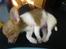 Chihuahua King <3 - Min mors