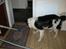 Border collie Bamse - Min mors