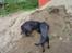 Labrador retriever Zippy