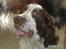 Engelsk springer spaniel Bølle (aflivet) ): - Her er min smukke hund Bølle