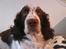 Engelsk springer spaniel Bølle (aflivet) ): - smukke Bølle