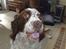 Engelsk springer spaniel Bølle (aflivet) ): - Bølle luk munden