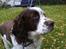 Engelsk springer spaniel Bølle (aflivet) ): - på vej ud at gå