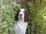 Engelsk springer spaniel Bølle (aflivet) ): - hej Bølle