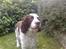 Engelsk springer spaniel Bølle (aflivet) ): - hej er jeg ikke smuk<3