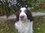Engelsk springer spaniel Bølle (aflivet) ): - hej hej
