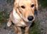 Labrador retriever Nordan's Smilla