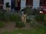 Labrador retriever Nordan's Smilla