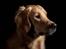 Golden retriever Dumle