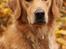 Golden retriever Dumle