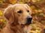 Golden retriever Dumle