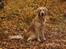 Golden retriever Dumle