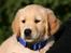 Golden retriever Dumle
