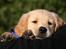 Golden retriever Dumle