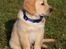 Golden retriever Dumle