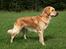Golden retriever Dumle