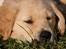 Golden retriever Dumle