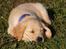 Golden retriever Dumle