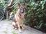 Schæferhund Simba - Simba med den lange tunge d;
