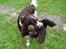 Engelsk springer spaniel Nemo 