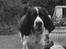 Engelsk springer spaniel Nemo 
