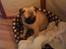 Mops Fiona