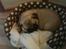 Mops Fiona