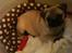 Mops Fiona