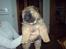 Chow chow Cleo