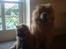 Chow chow Cleo