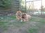 Chow chow Cleo